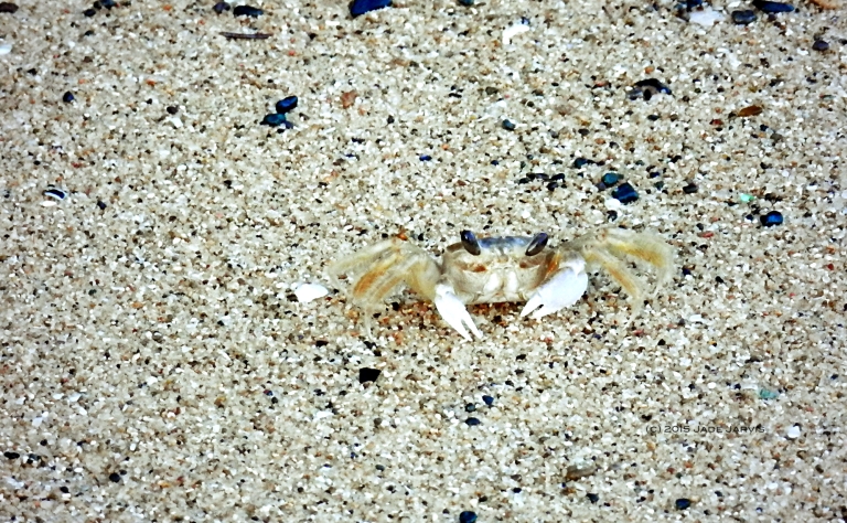 Sun gazing crab